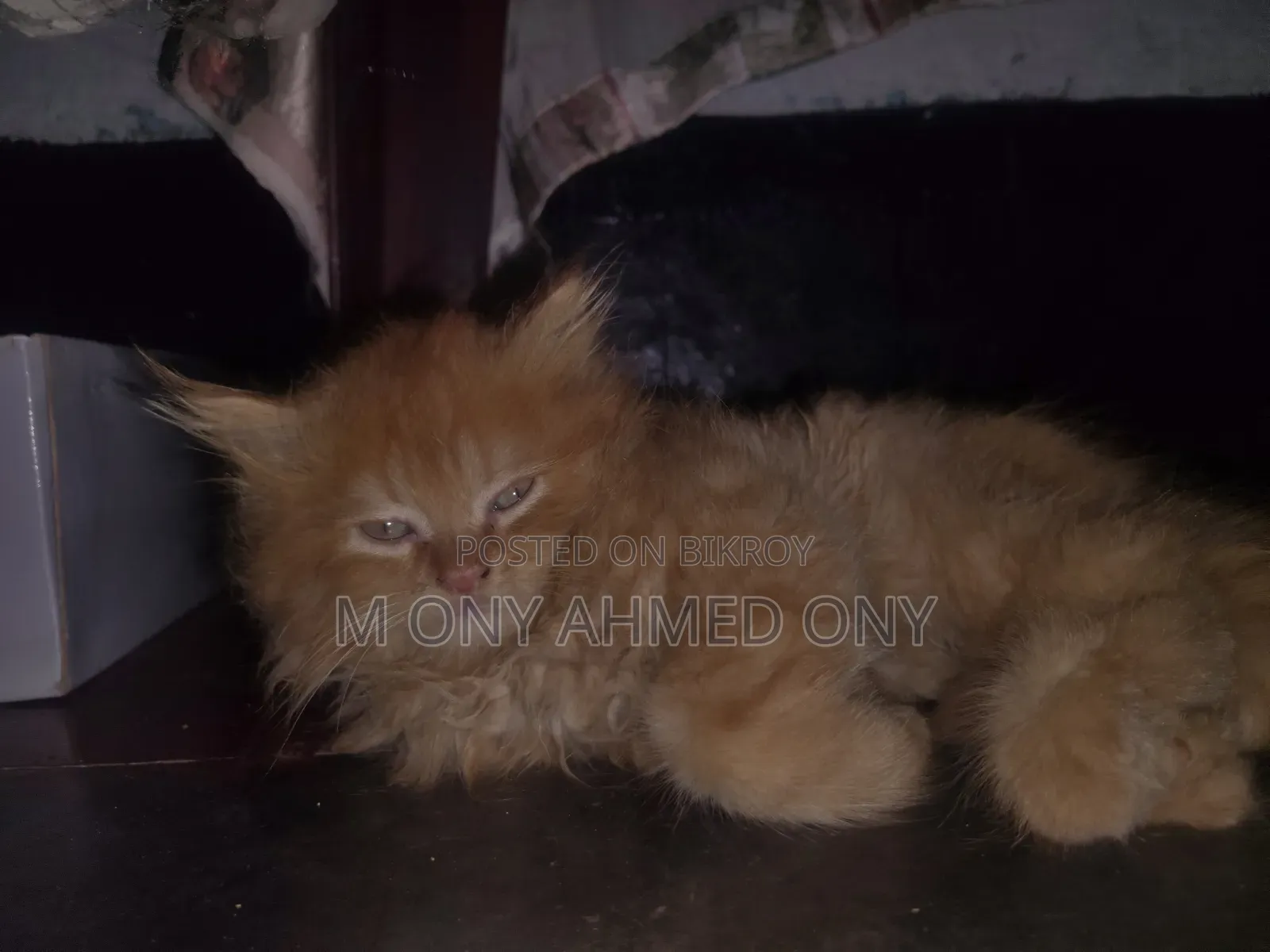 1-3 months Male Purebred Persian