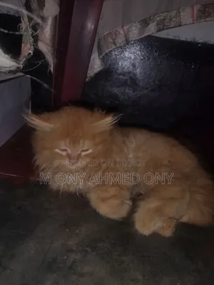 1-3 months Male Purebred Persian