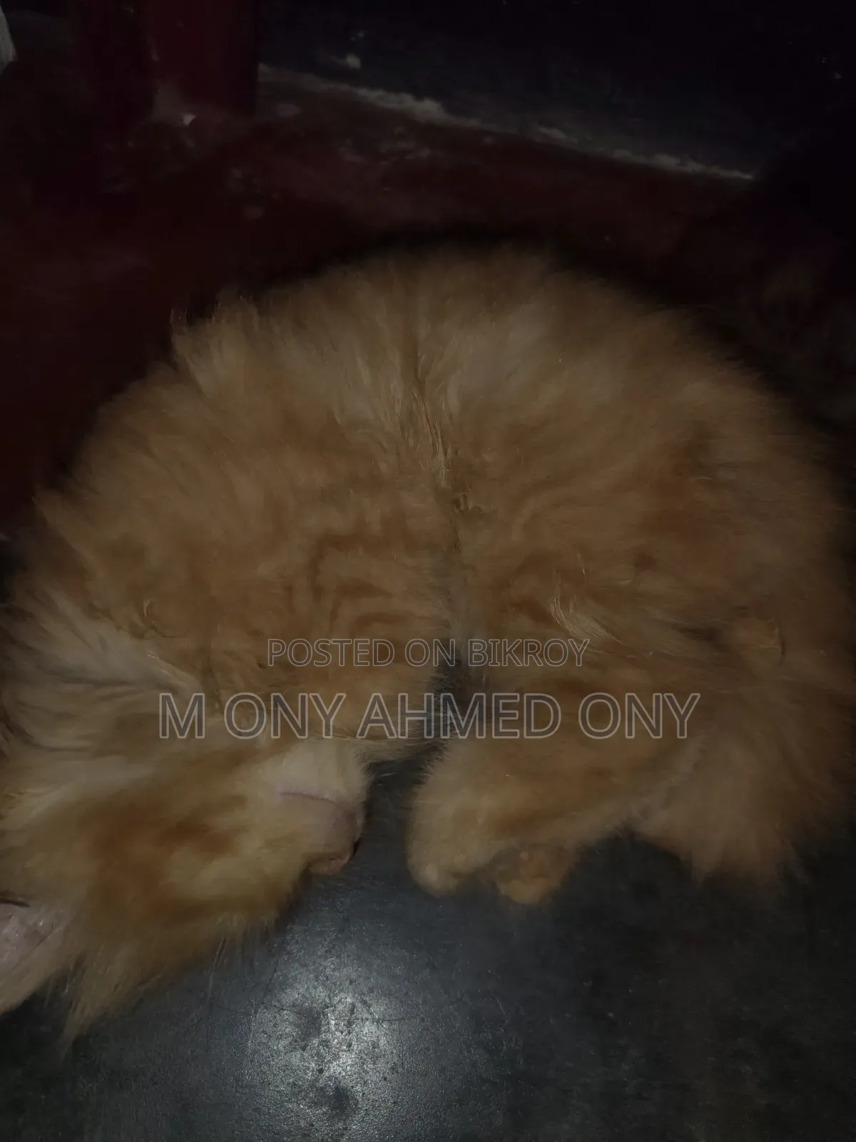 1-3 months Male Purebred Persian