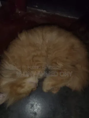 1-3 months Male Purebred Persian