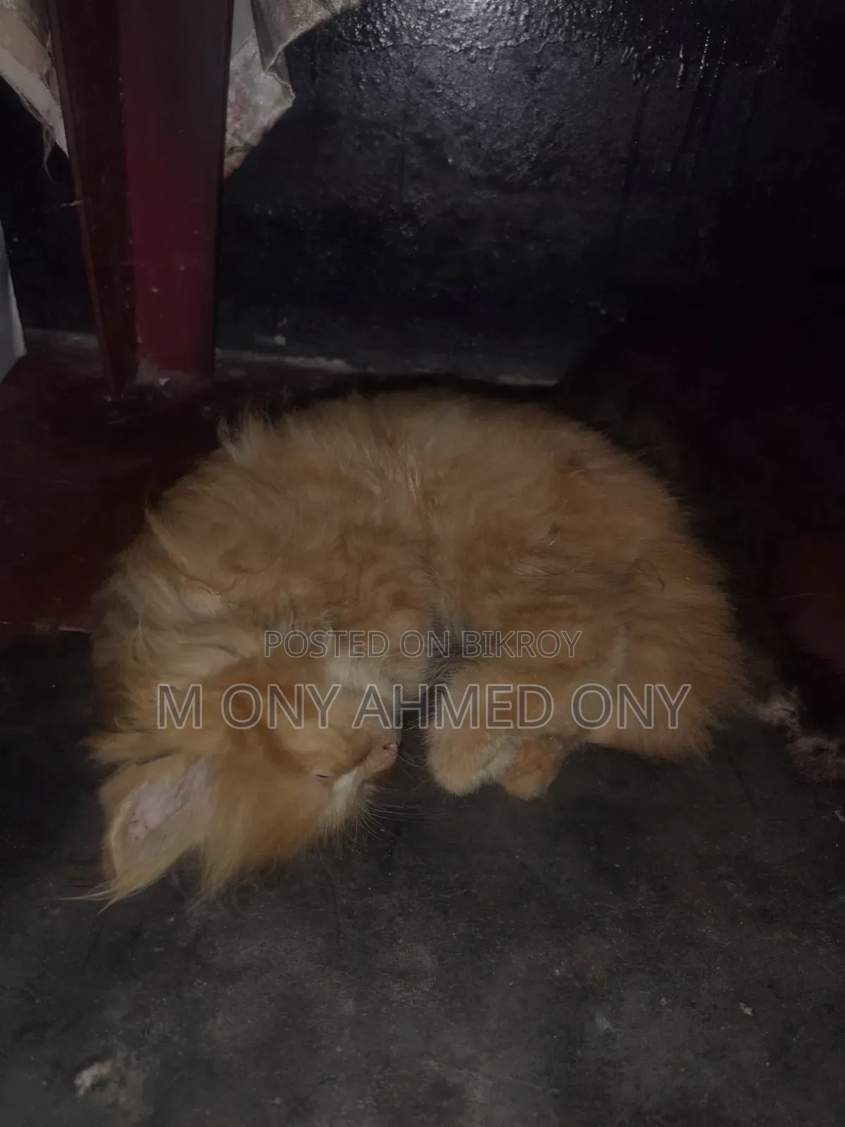 1-3 months Male Purebred Persian
