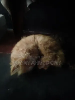 1-3 months Male Purebred Persian