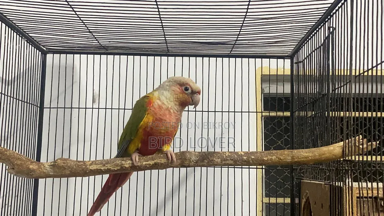 Pied Jp Budgerigar Male
