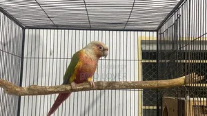 Pied Jp Budgerigar Male