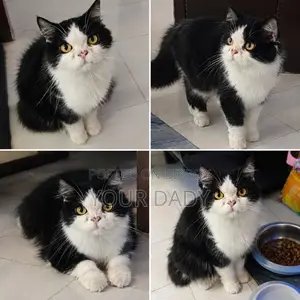 6-12 months Male Mixed Breed Persian