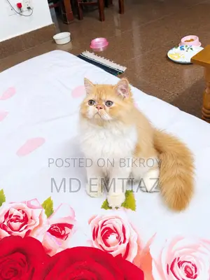 1-3 months Female Purebred Exotic