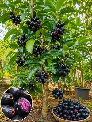 কালো জামের চারা | Black Palm Saplings