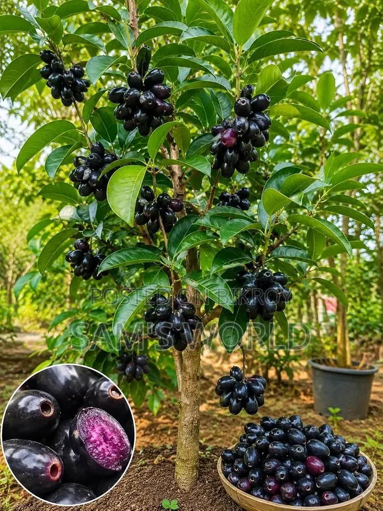 Black Palm Saplings | কালো জামের চারা