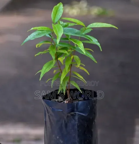 Black Palm Saplings | কালো জামের চারা