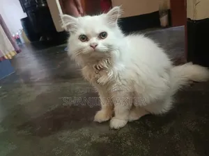 3-6 months Female Purebred Persian