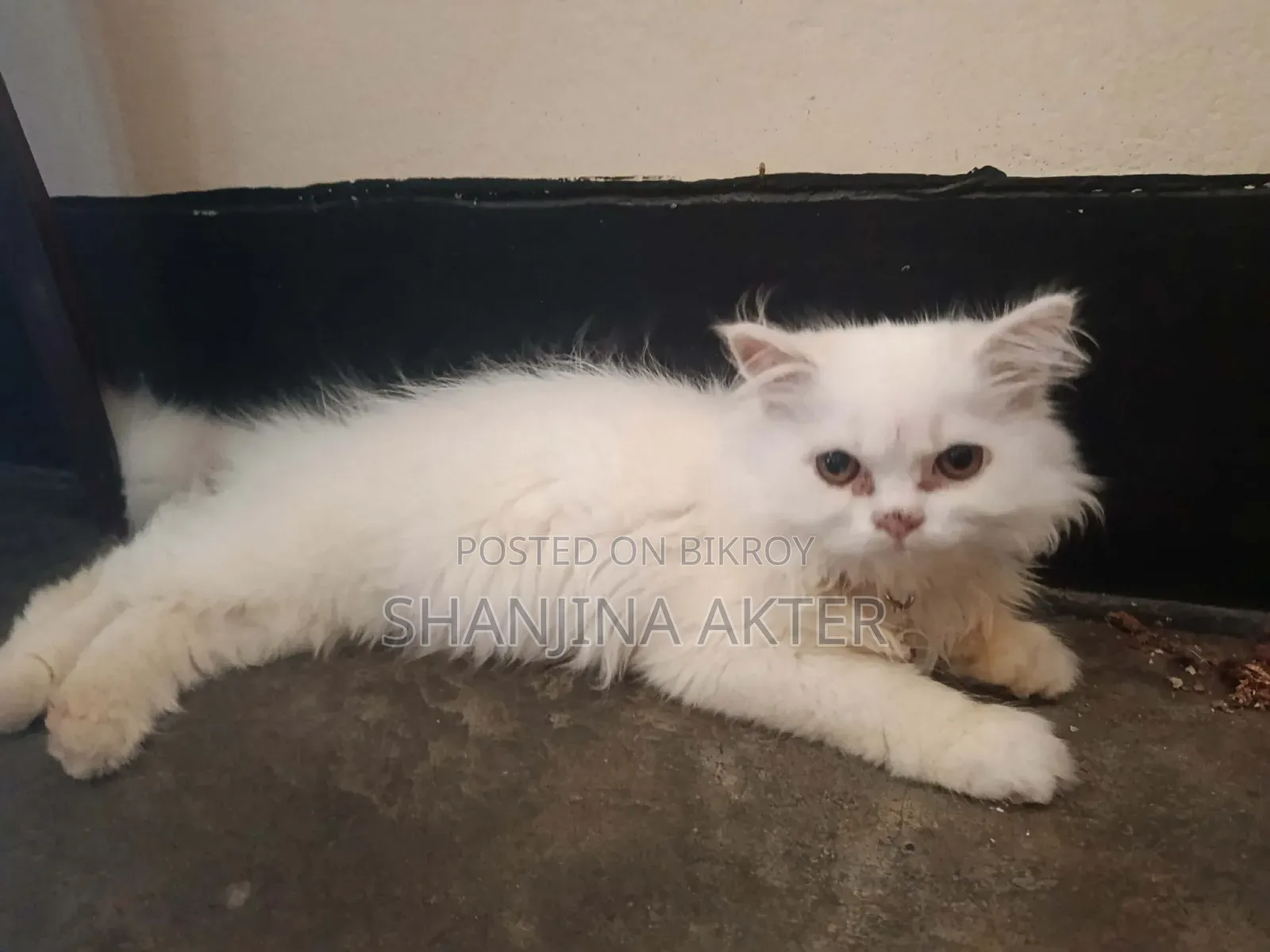 3-6 months Female Purebred Persian