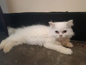 3-6 months Female Purebred Persian
