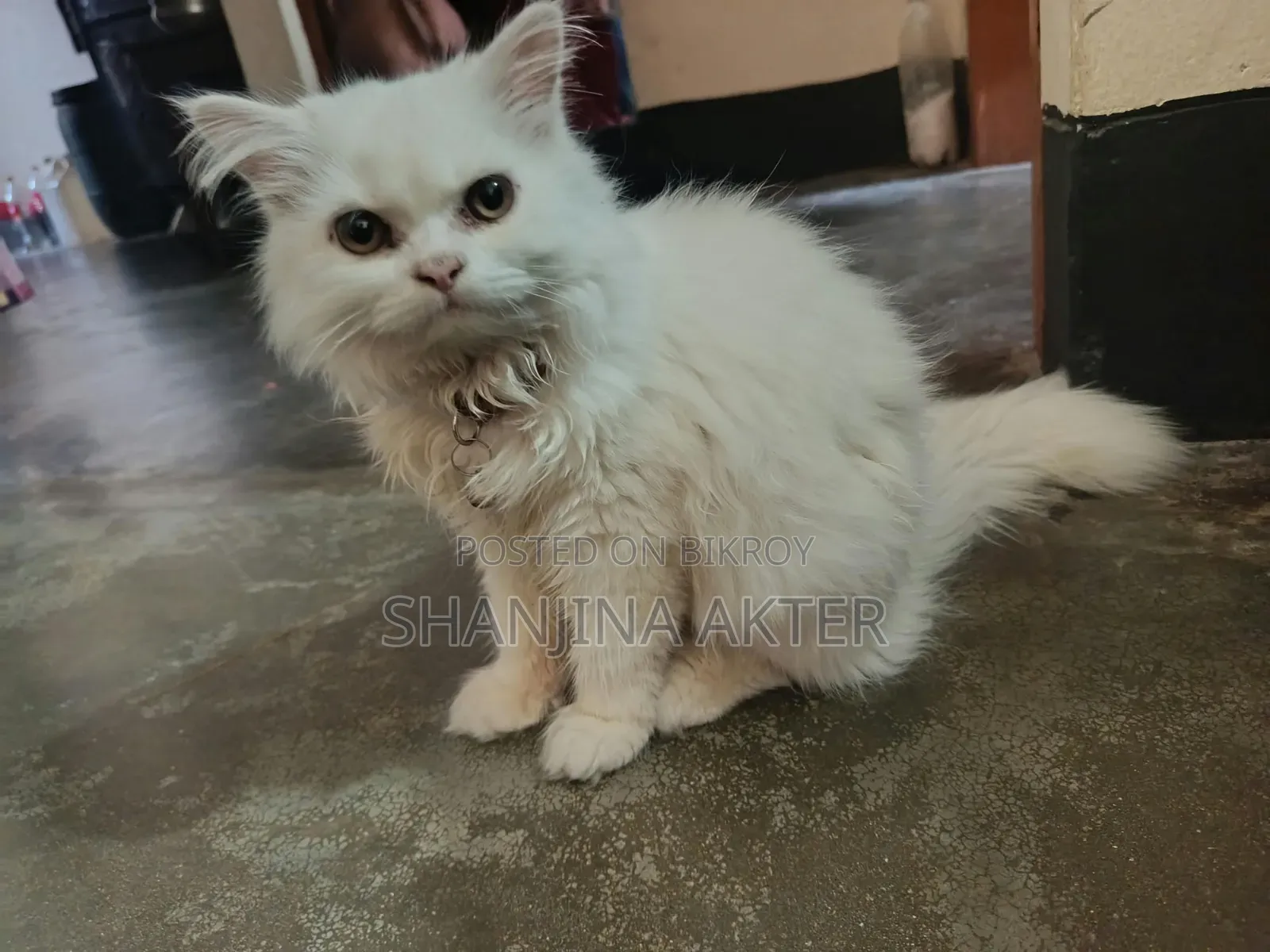 3-6 months Female Purebred Persian