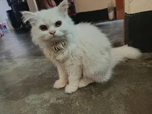 3-6 months Female Purebred Persian