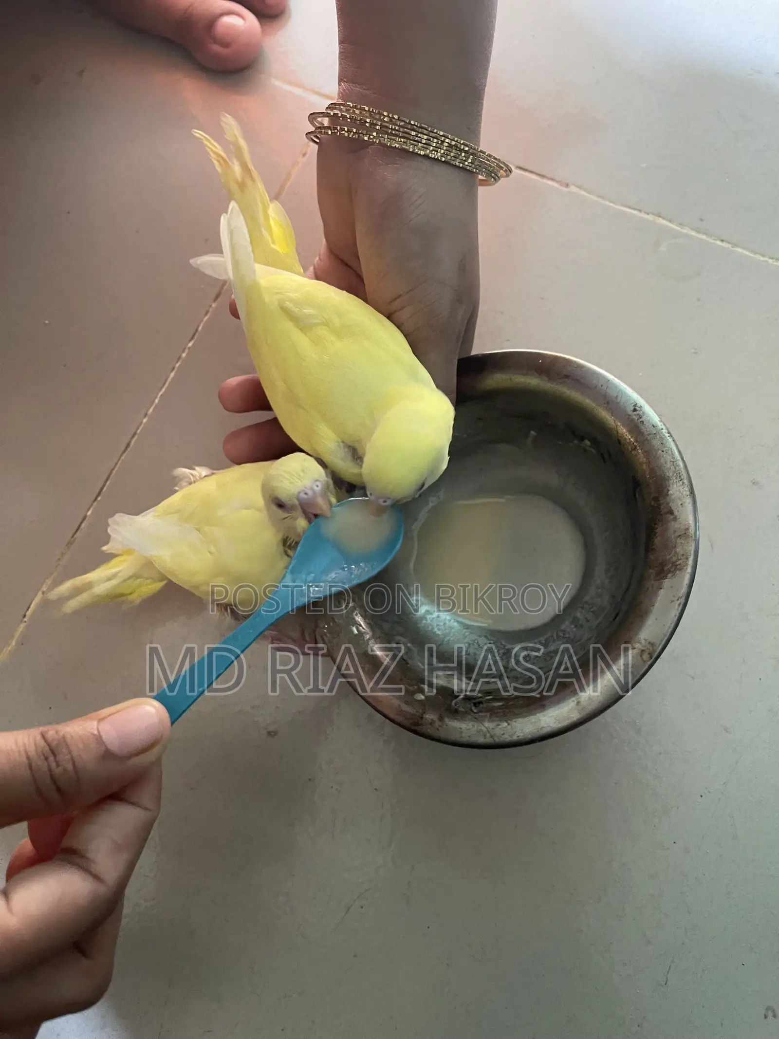 Lutino Tame Budgie Bird