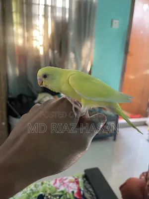 Lutino Tame Budgie Bird