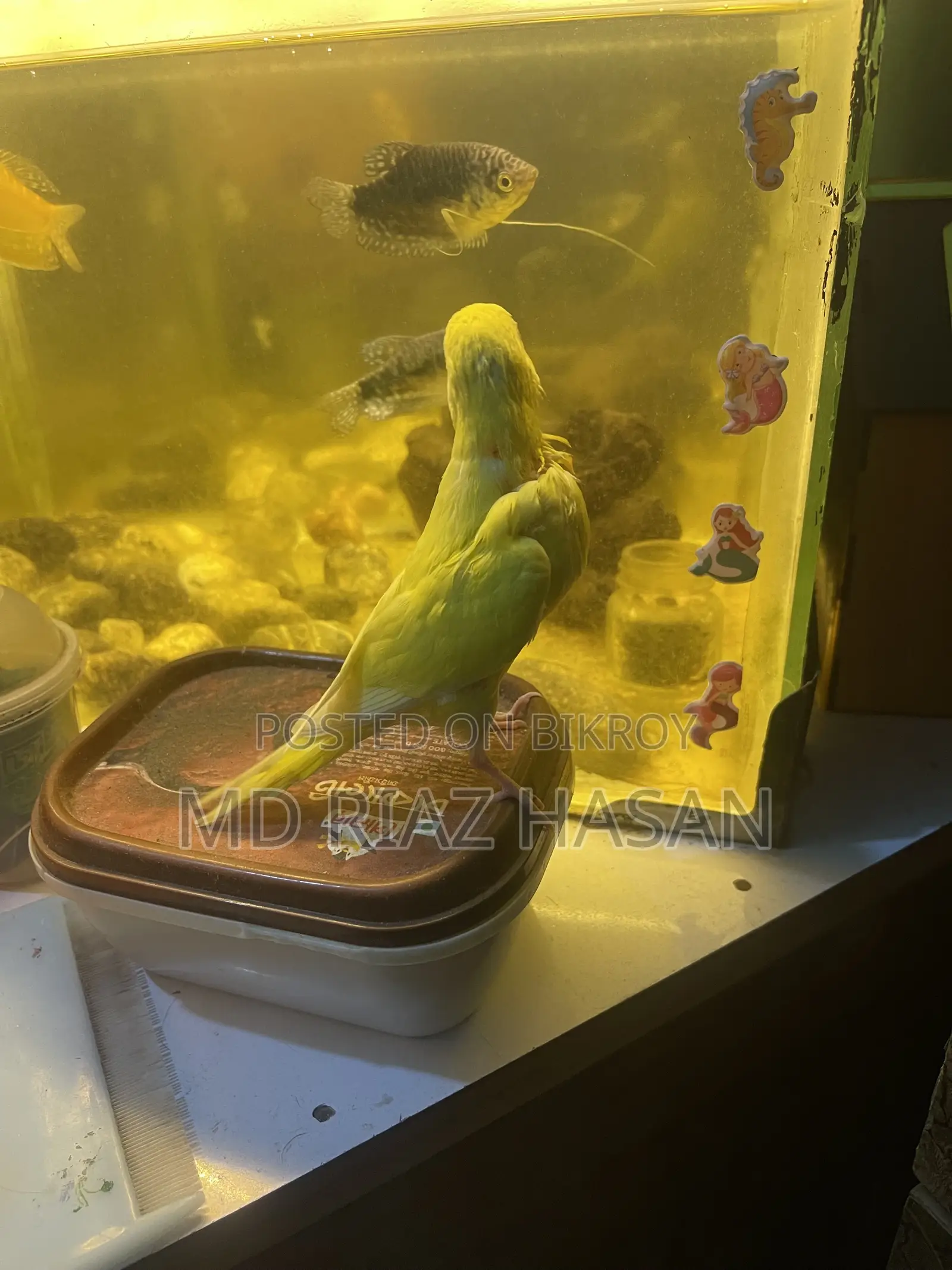 Lutino Tame Budgie Bird