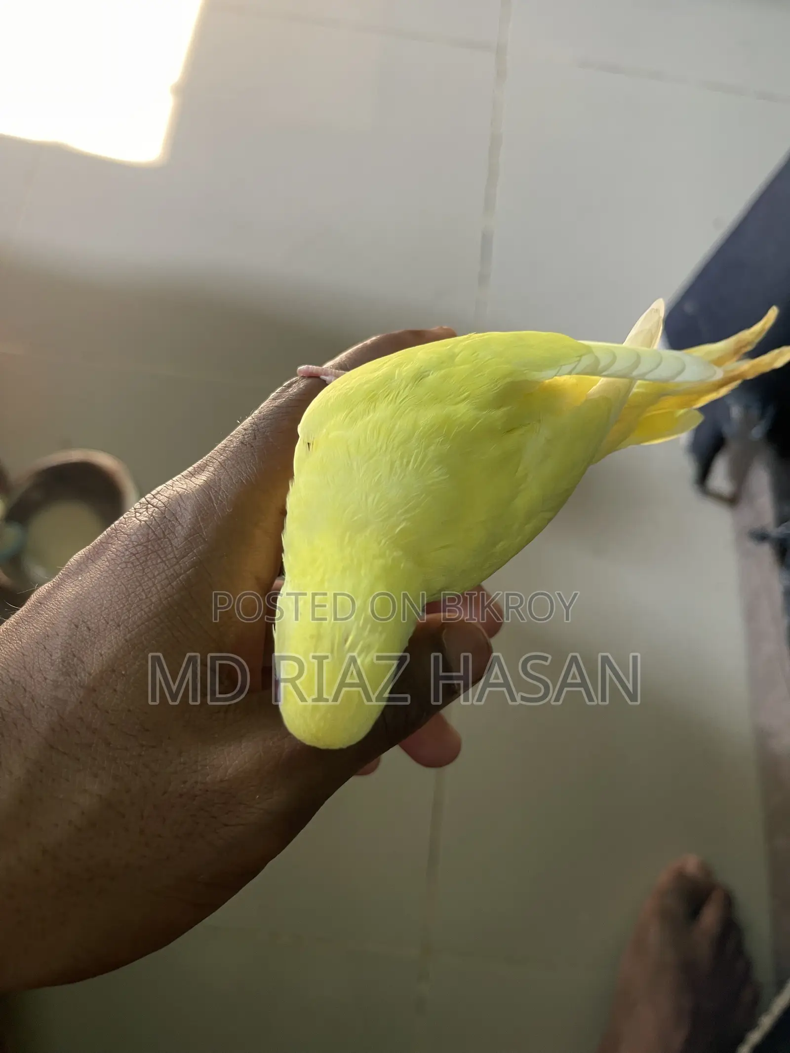 Lutino Tame Budgie Bird