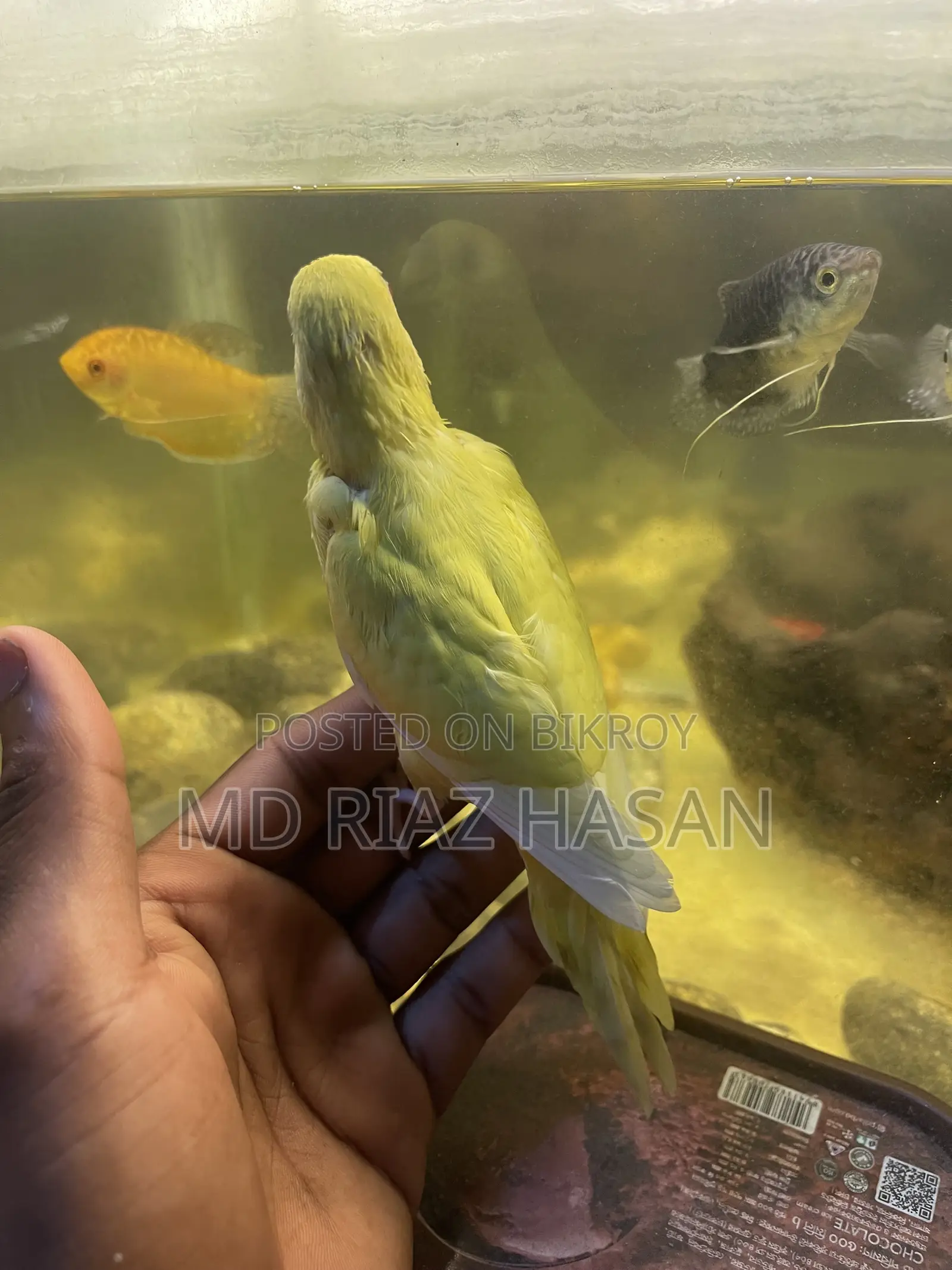 Lutino Tame Budgie Bird