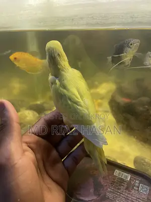 Lutino Tame Budgie Bird