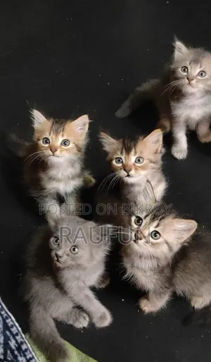 1-3 months Male Purebred Persian