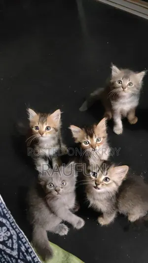 1-3 months Male Purebred Persian