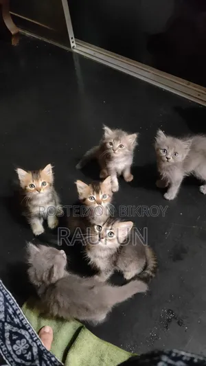 1-3 months Male Purebred Persian
