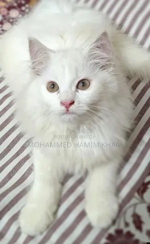1+ year Female Purebred Persian Cat