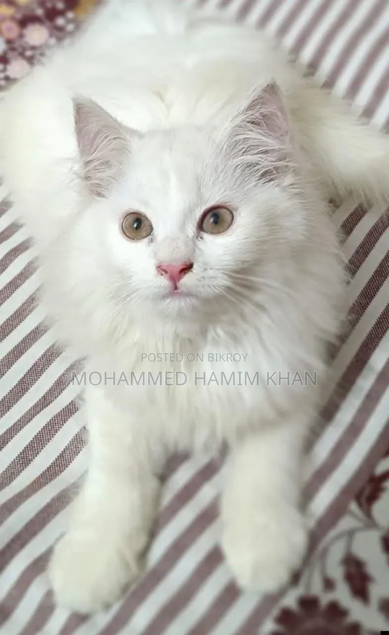 1+ year Female Purebred Persian Cat