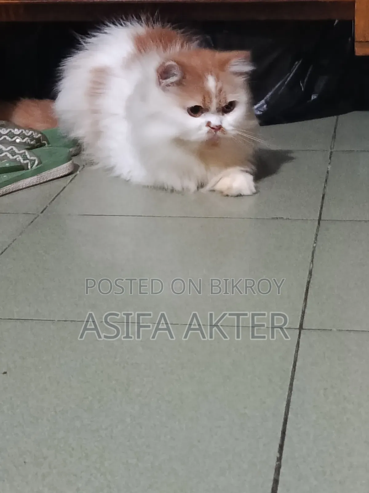 1+ year Female Purebred Persian