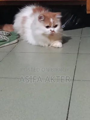 1+ year Female Purebred Persian