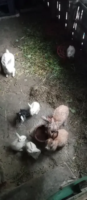 Rabbits small and large all will be sold
