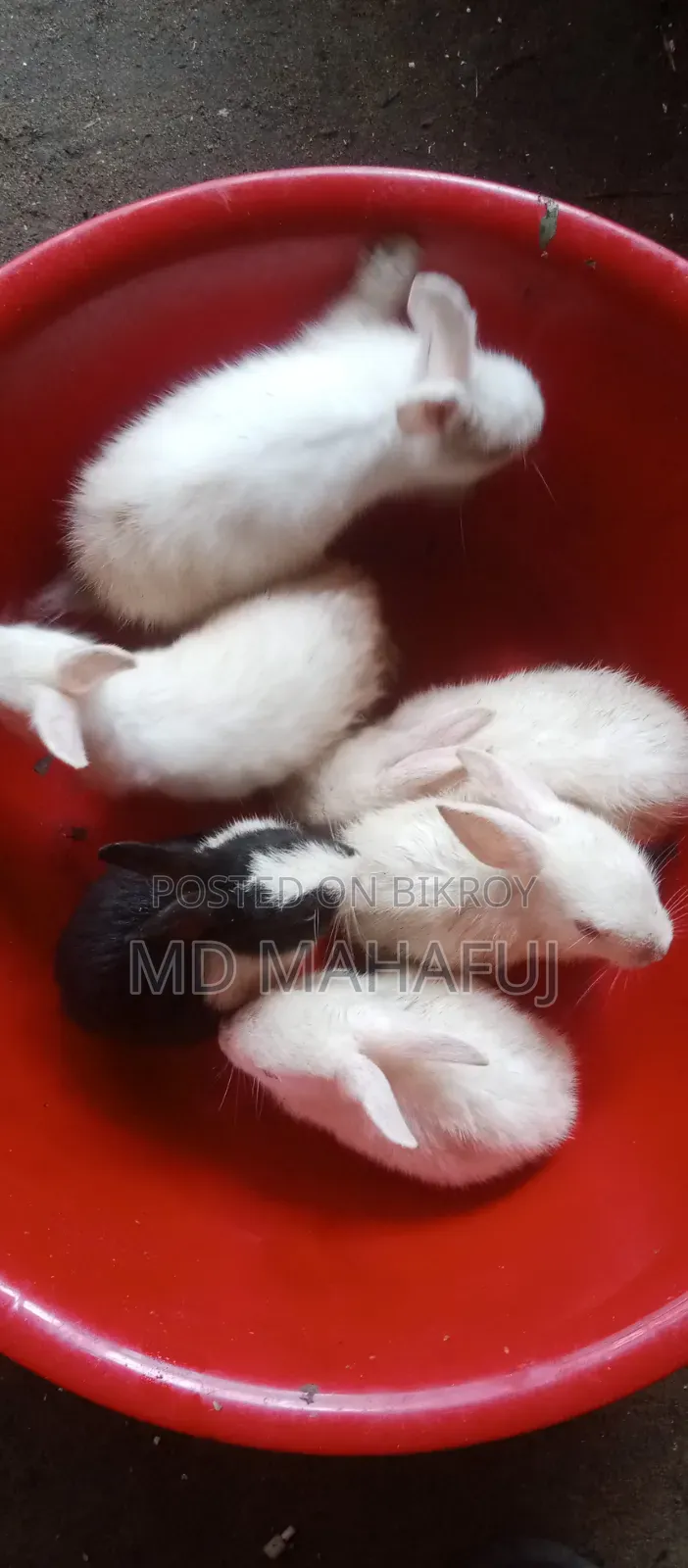 Rabbits small and large all will be sold