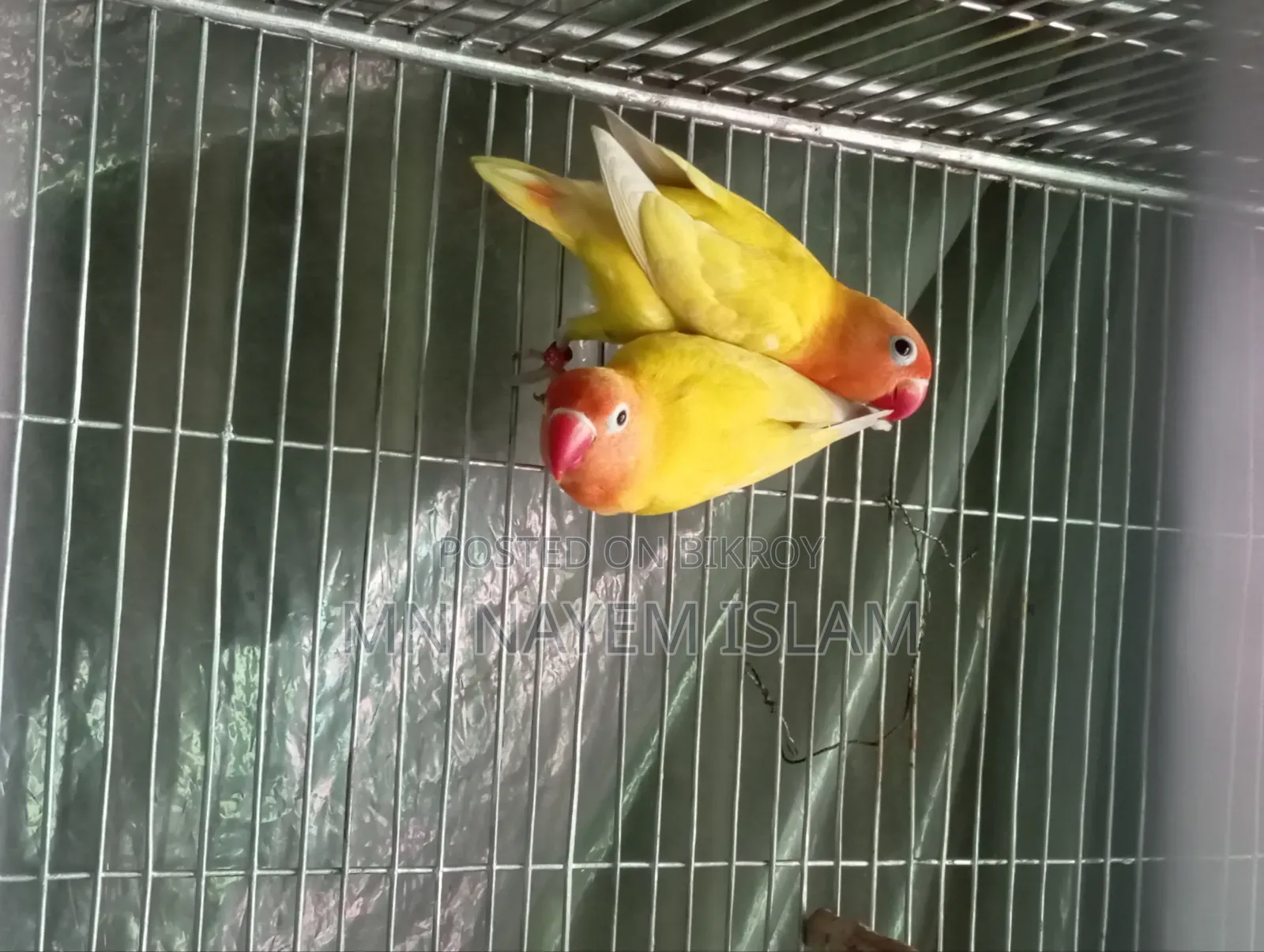 নিউ এডাল ইয়েলো ফিশার আছে