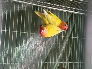 নিউ এডাল ইয়েলো ফিশার আছে