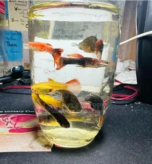 Mixed Guppy Fish | Aquarium & Ornamental Fish | 3 PCS 