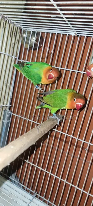 Love Bird Pair