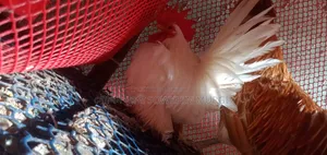 White Tail Japanese Bantam Rooster for Sale