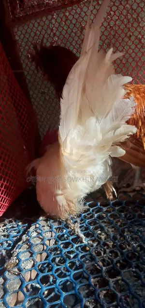 White Tail Japanese Bantam Rooster for Sale