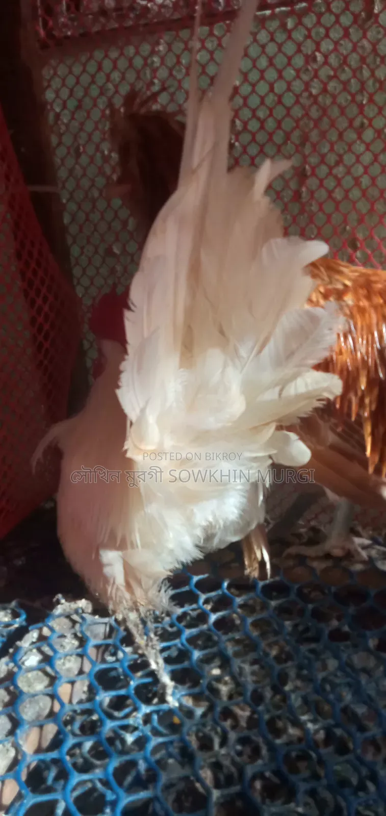 White Tail Japanese Bantam Rooster for Sale
