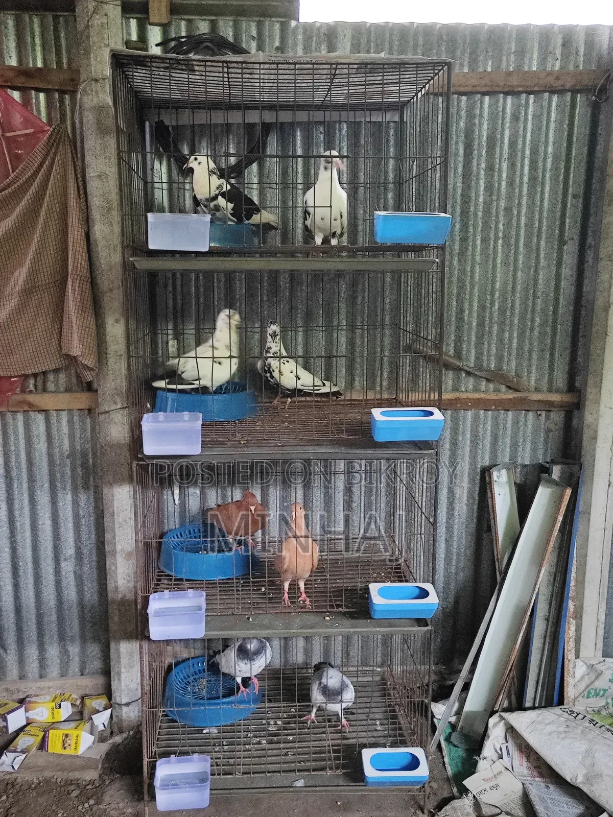 Pigeons with cage
