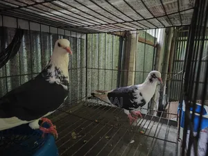 Pigeons with cage
