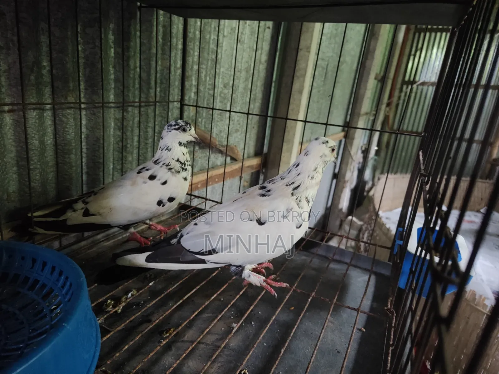 Pigeons with cage