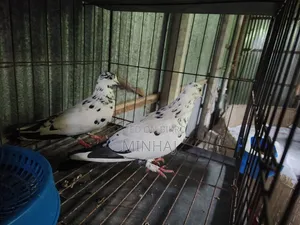 Pigeons with cage