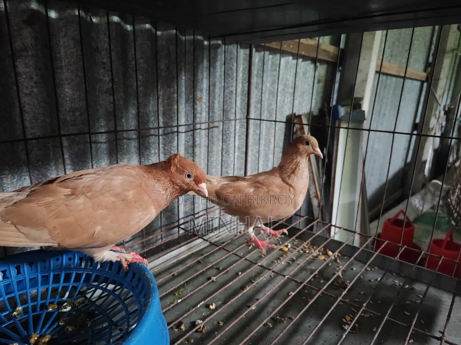 Pigeons with cage