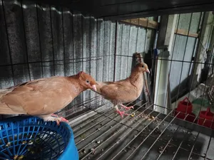 Pigeons with cage