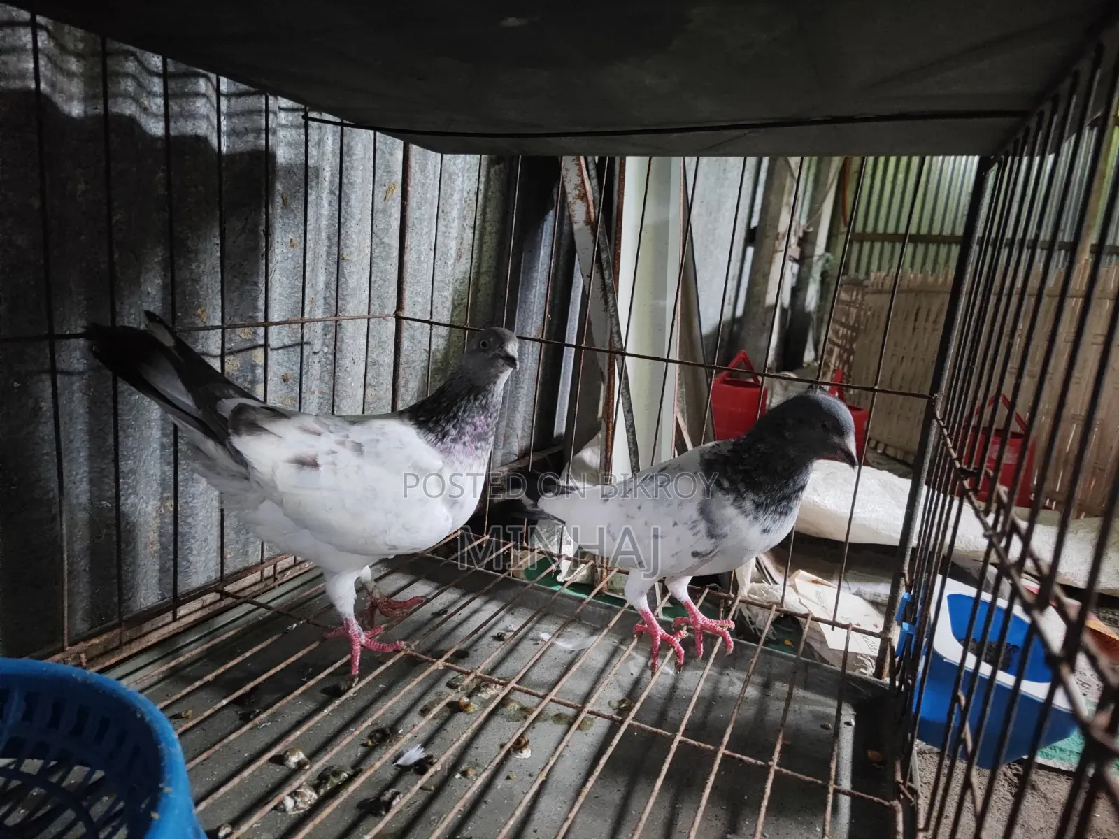 Pigeons with cage
