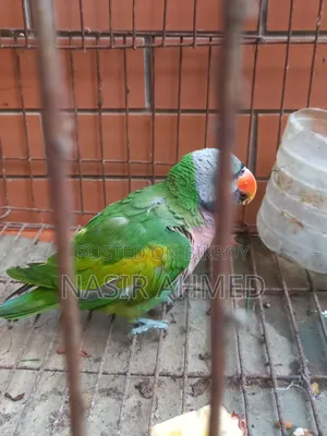 Parrot
