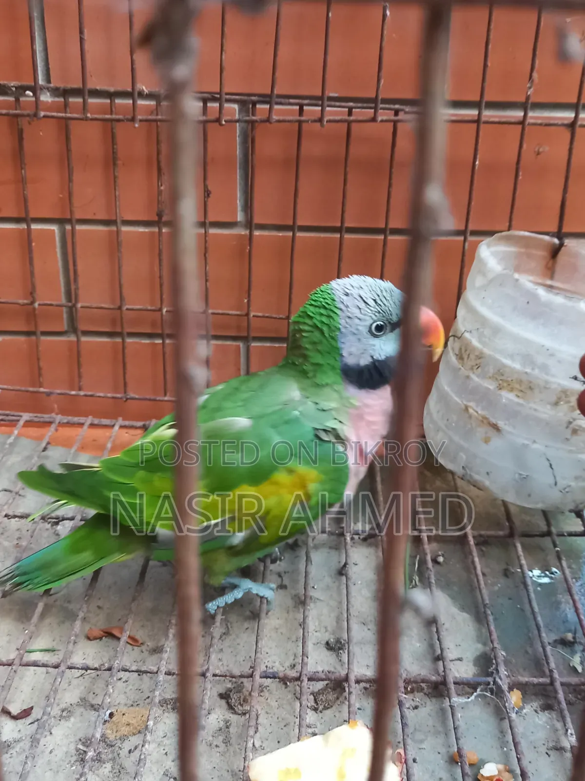 Parrot