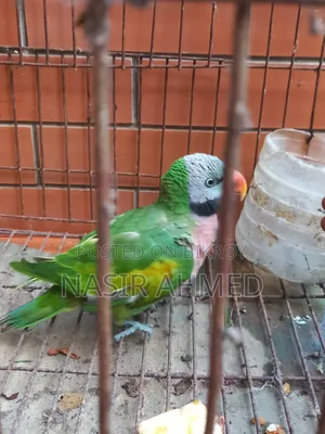 Parrot